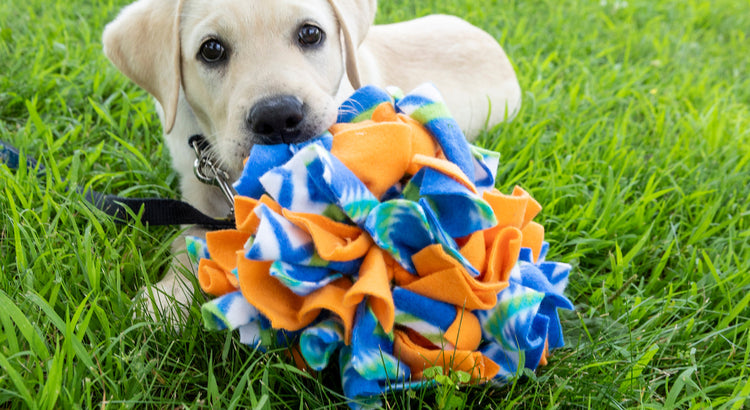 Toys and Chews